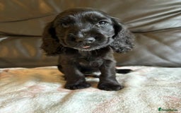 Cocker Spaniel dogs for sale: Show type Cocker Spaniel Puppies - Image 5