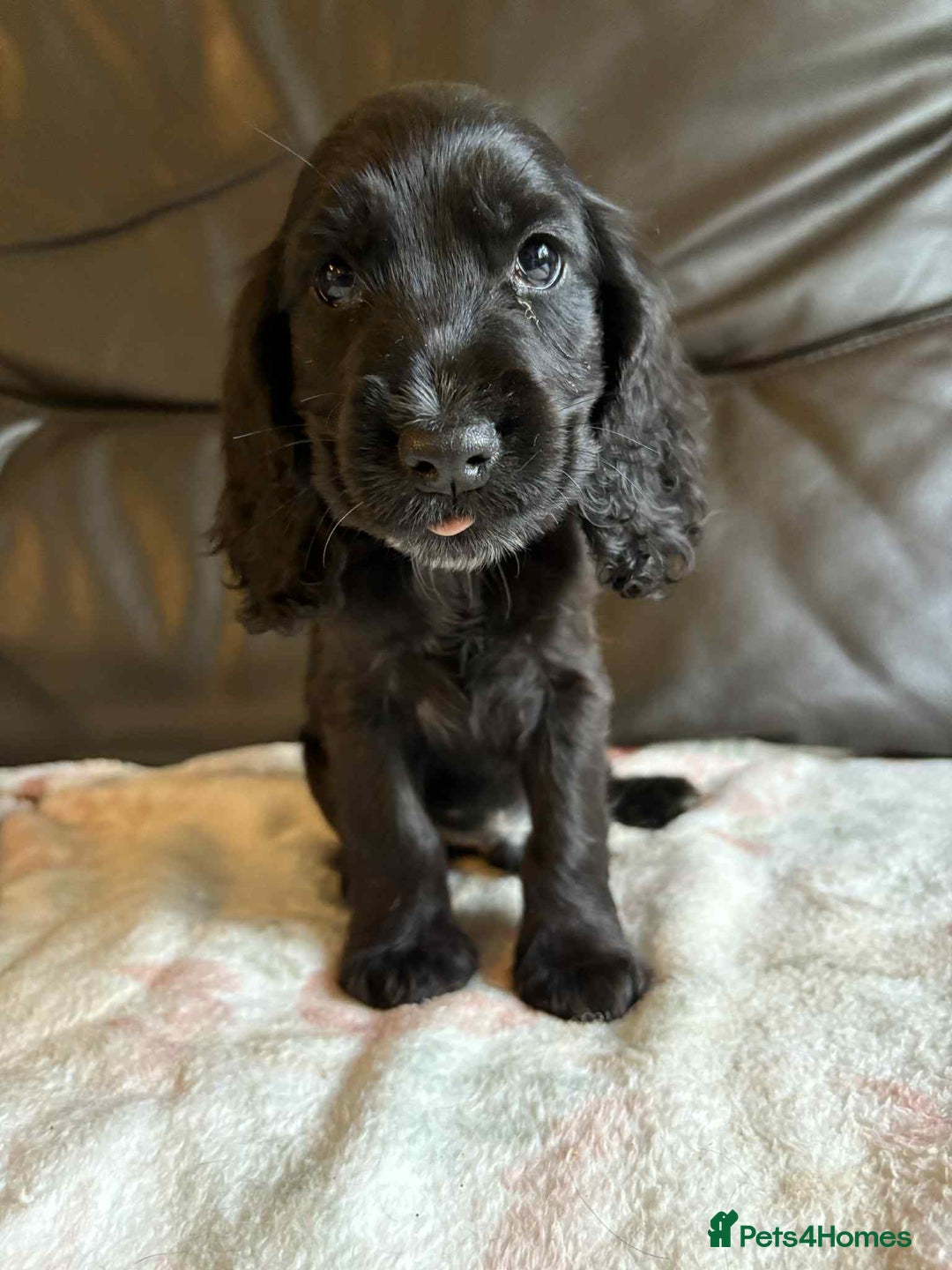 Cocker Spaniel dogs for sale: Show type Cocker Spaniel Puppies - Image 5