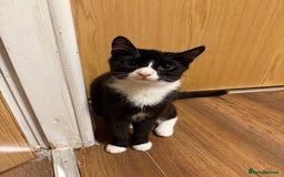 Mixed Breed cats for sale: Cats  - Image 5