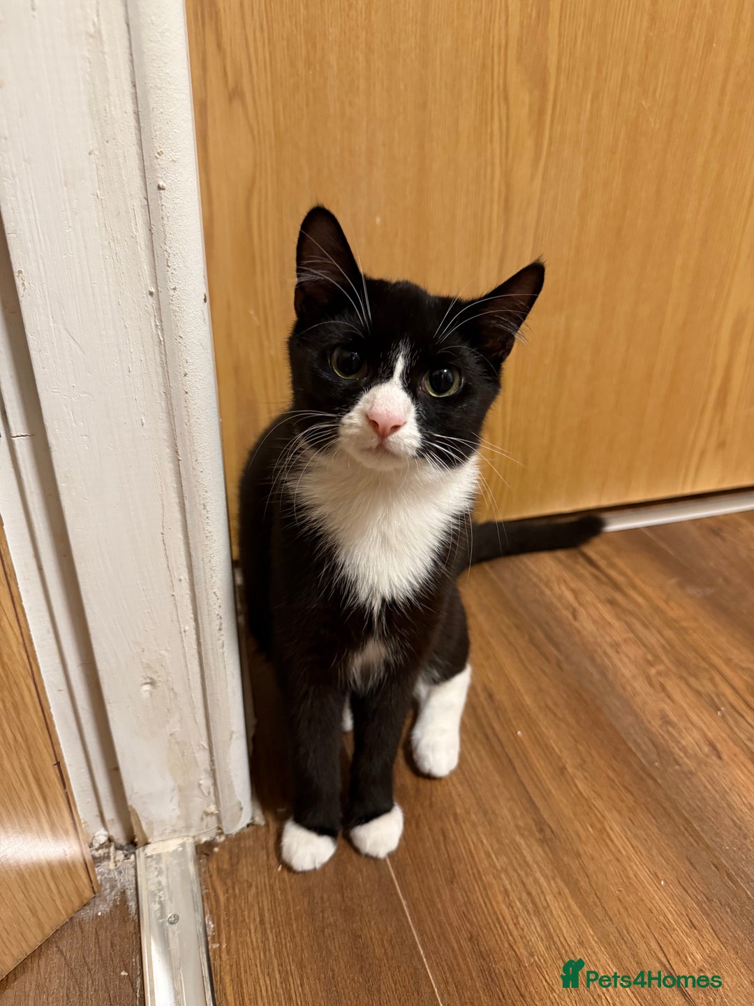 Mixed Breed cats for sale: Cats  - Image 5
