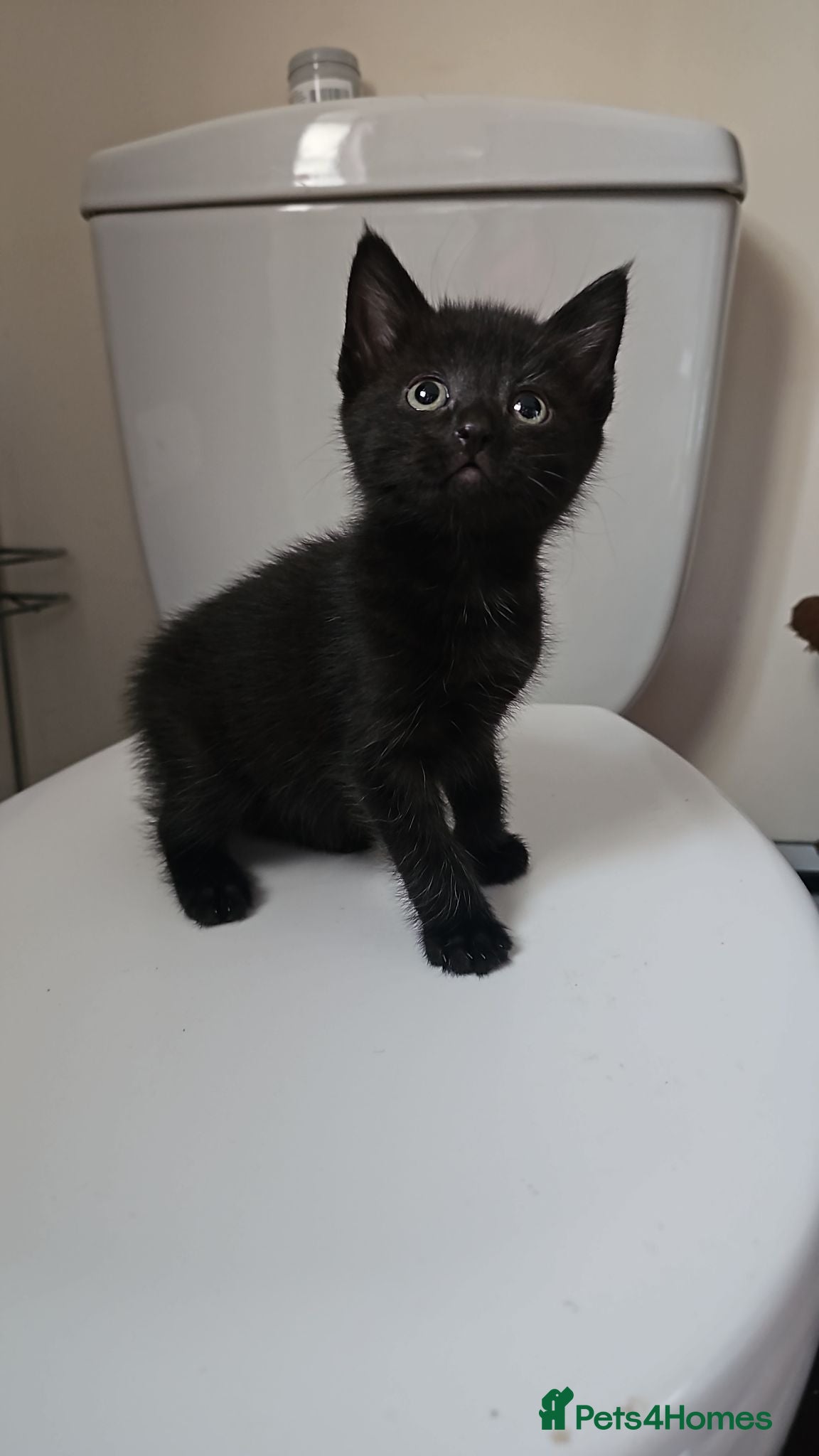 Mixed Breed cats 2 kittens left r2l 12th july - Advert 1