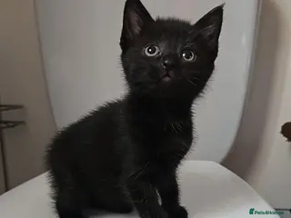 Mixed Breed cats 2 black males ready for new home! - Advert 1
