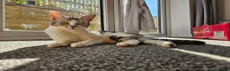 American Shorthair cats for sale: 2 beautiful 3 year old cats  - Advert 11