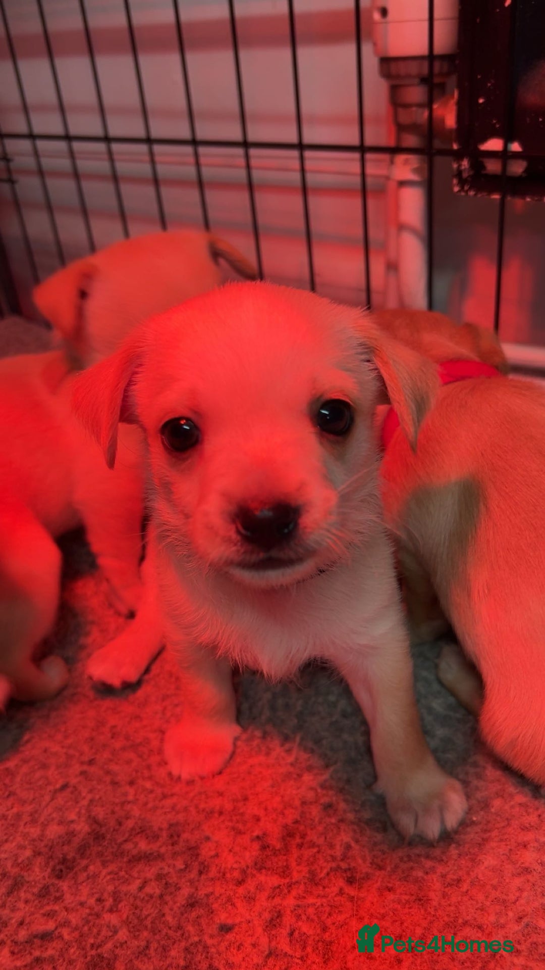 Mixed Breed dogs for sale: Beautiful Jack Russel X Chihuahua  - Advert 17