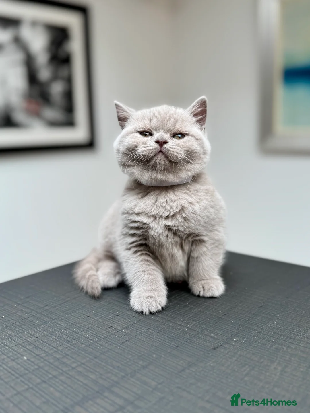 British Shorthair cats for sale: Stunning Pedigree British Shorthair Kittens - Advert 10
