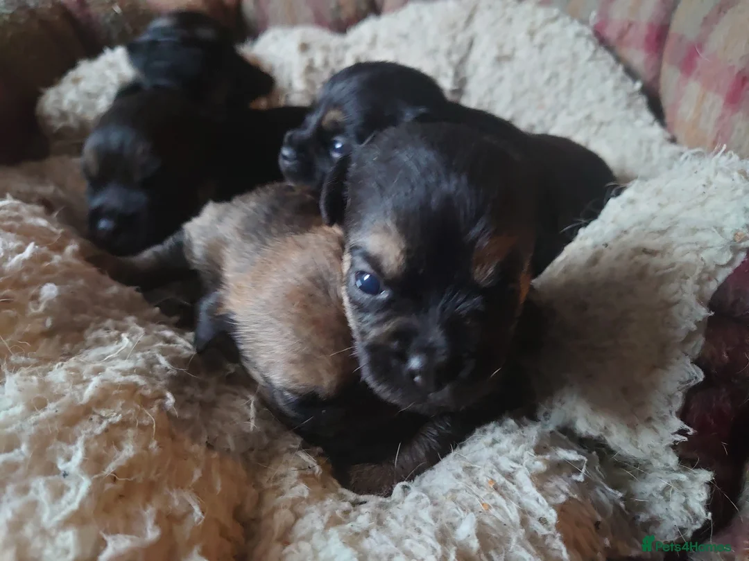 Border Terrier dogs for sale: 3 week old KC Border Terrier puppies for sale  - Advert 4