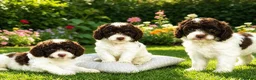 Cockapoo dogs for sale: Stunning Liver Roan Female Cockapoos Pups - Advert 1