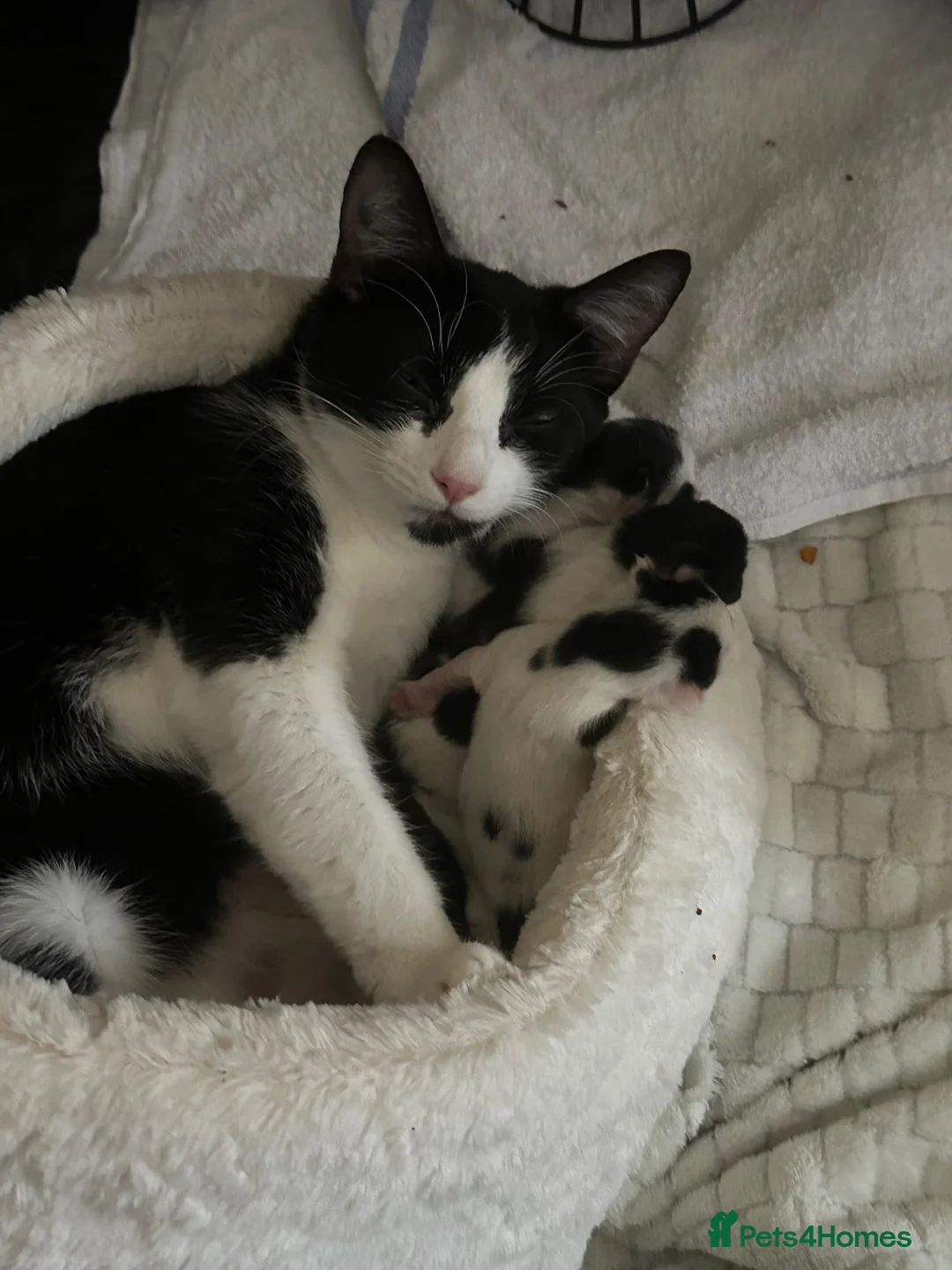 Mixed Breed cats for sale: Adorable fluffy kittens for sale - Advert 1