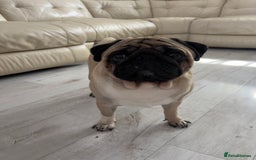 Pug dogs for stud: Pug for stud ❤️ - Image 1