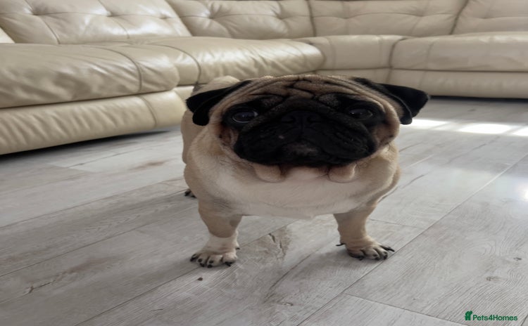 Pug dogs - Advert 16