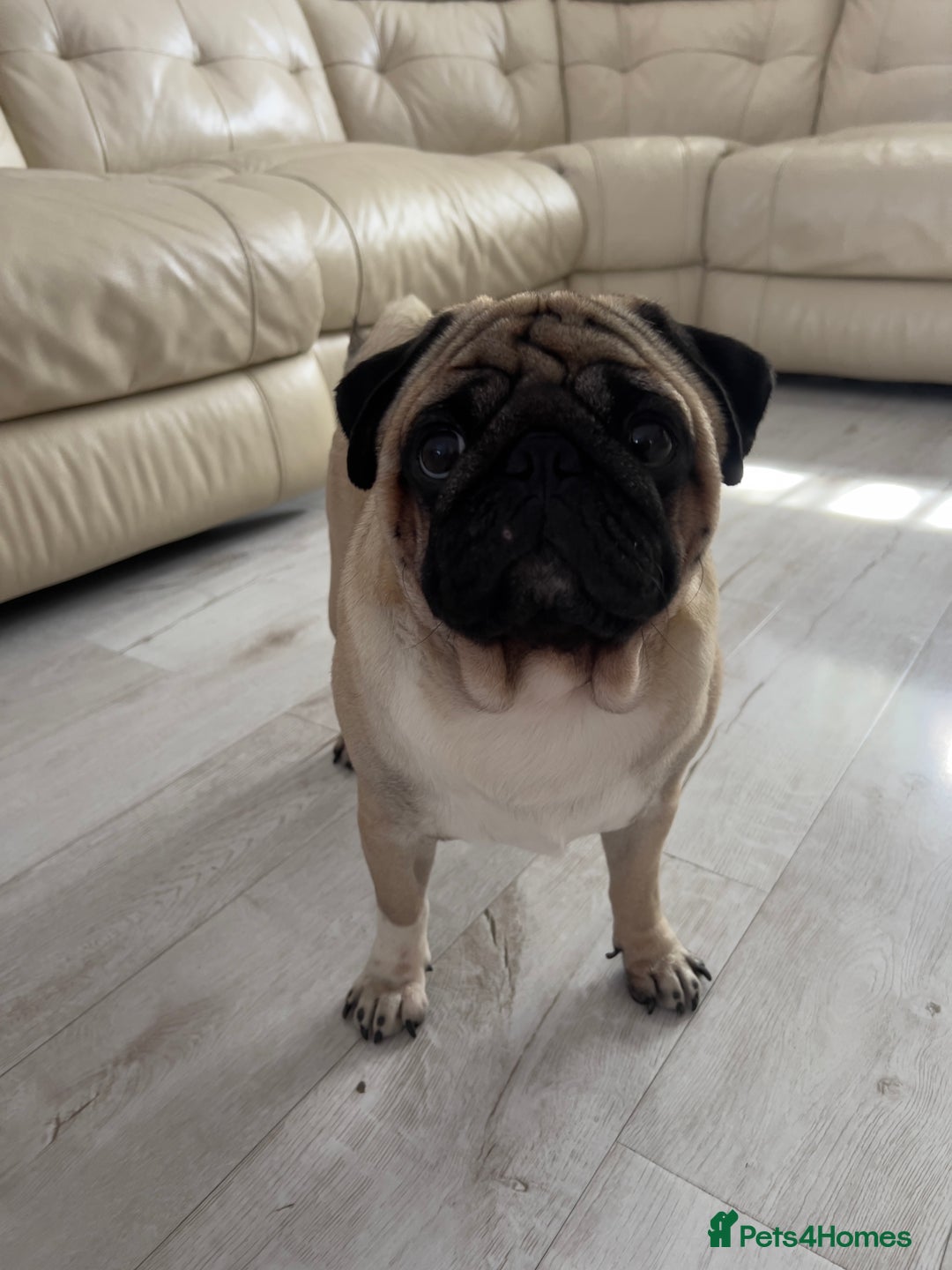 Pug dogs for stud: Pug for stud ❤️ - Image 1