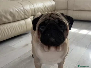 Pug dogs Pug for stud ❤️ - Advert 3