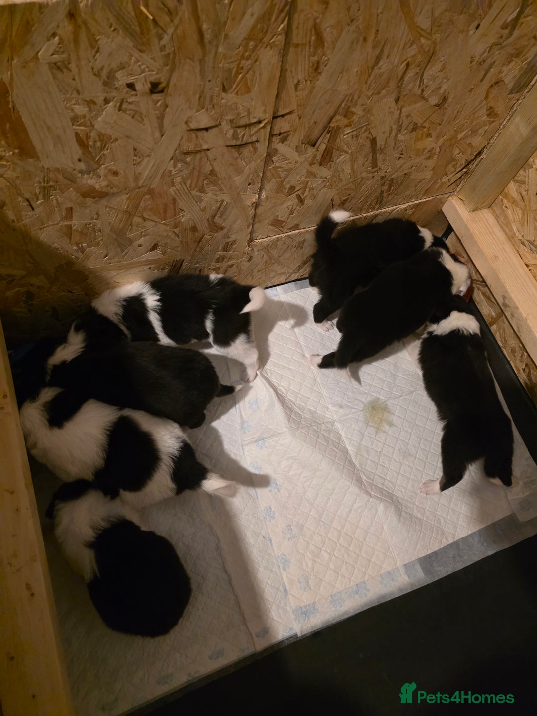 Bearded Collie dogs for sale: Border collie pups  - Advert 3