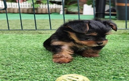Yorkshire Terrier dogs for sale: Beautiful Mini Yorkshire Terrier puppies - Image 3