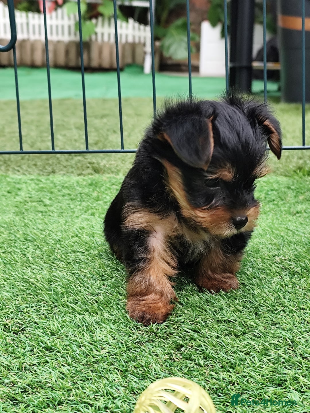Yorkshire Terrier dogs for sale: Beautiful Mini Yorkshire Terrier puppies - Image 3