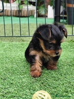 Yorkshire Terrier dogs - Advert 2