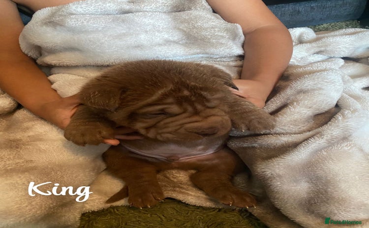 Shar Pei dogs - Advert 1