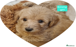 Labradoodle dogs for sale: Outstanding beautiful labradoodles F3b puppies - Image 17