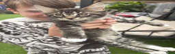 Maine Coon cats for sale: 🐾PUREBRED🐾 Registered Mainecoon Kittens - Advert 9