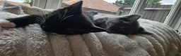 Mixed Breed cats for sale: 2 male kittens ideally rehomed together  - Advert 8