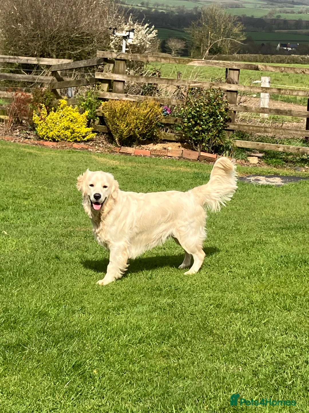 Golden Retriever dogs for sale: K.C reg  Handsome Boy  - Advert 2