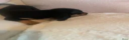 Dachshund dogs for sale: 5 dachund puppies for sale 2 boys 3 girls - Advert 4