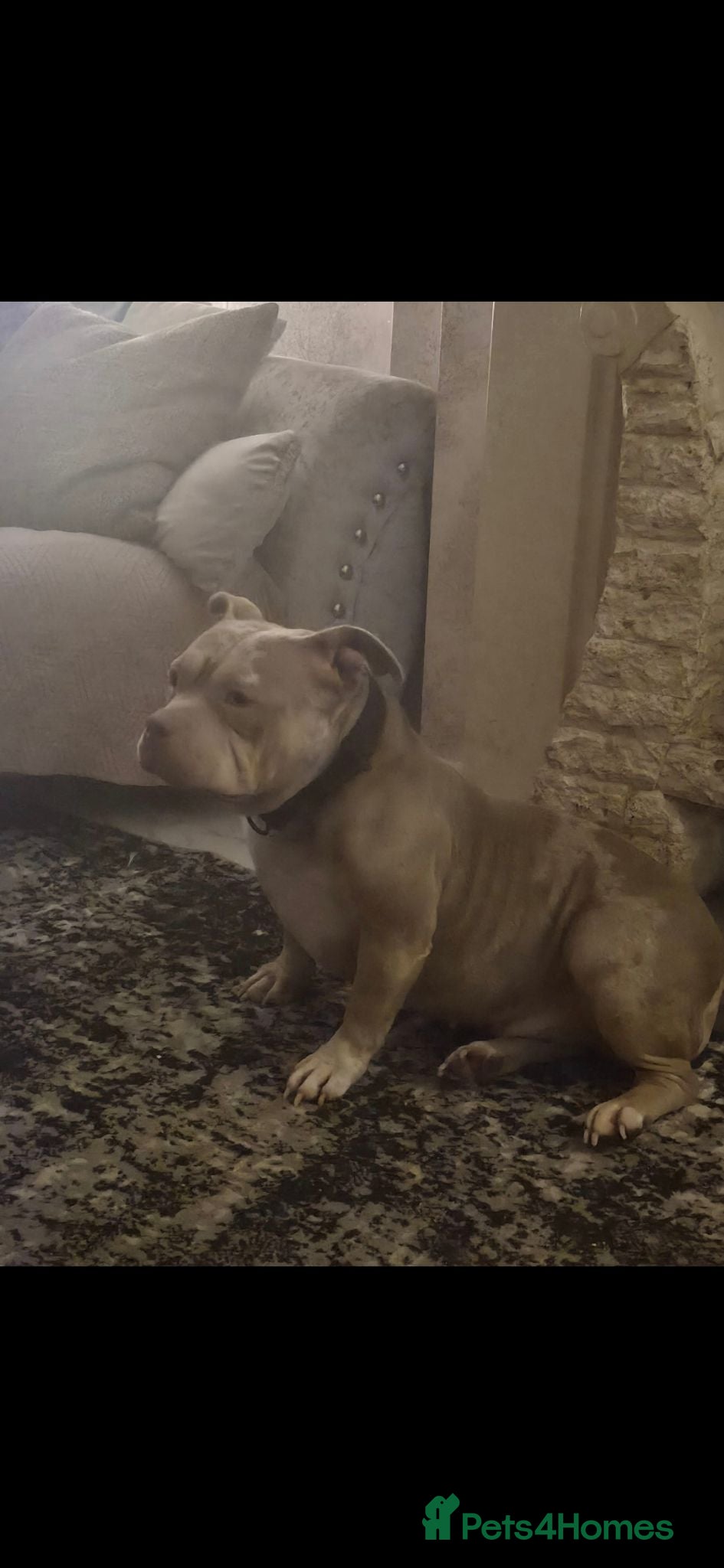 American Bully dogs American pocket bullies  - Advert 1