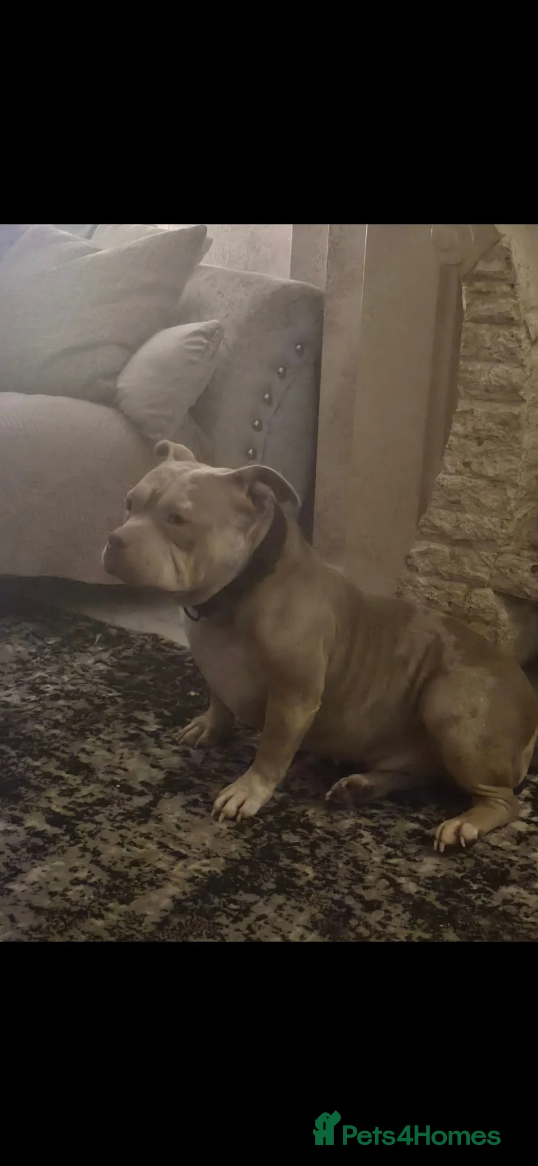 American Bully dogs for sale: American pocket bullies  - Advert 1
