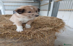 Border Collie dogs for sale: Beautiful long hair puppies  - Image 10