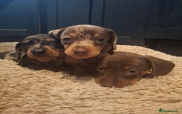 Miniature Dachshund dogs for sale: Miniature smooth haired dachshund  - Image 2