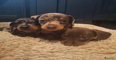 Miniature Dachshund dogs - Advert 11