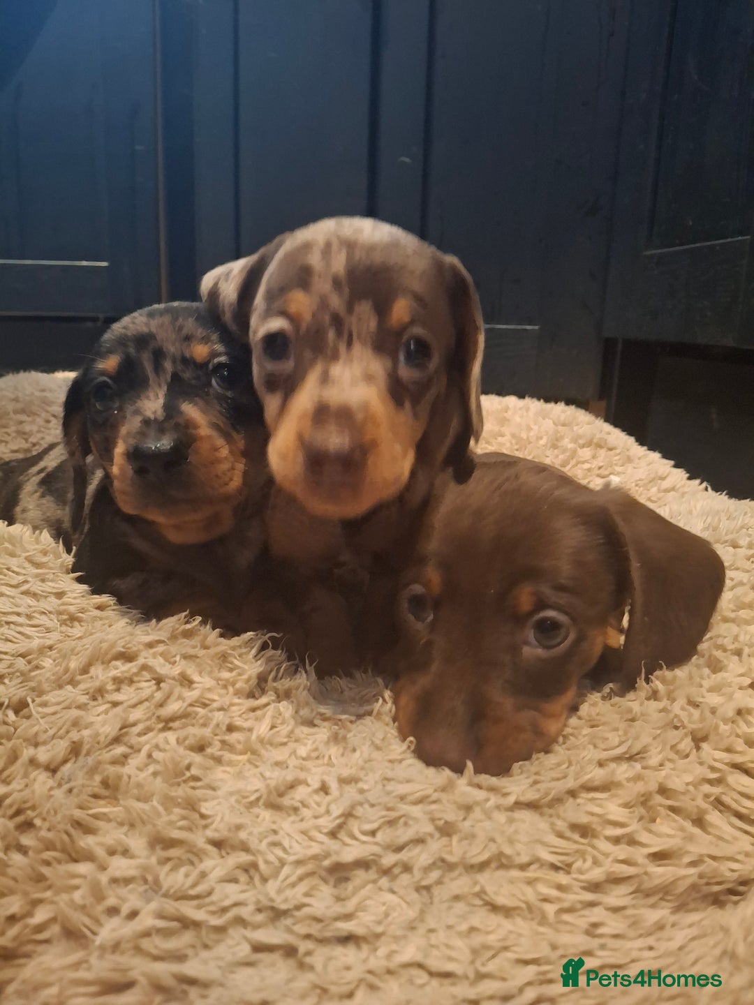 Miniature Dachshund dogs for sale: Miniature smooth haired dachshund  - Image 2