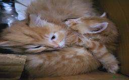 Mixed Breed cats for sale: 2 Beautiful Ginger Male Kittens.  - Image 12