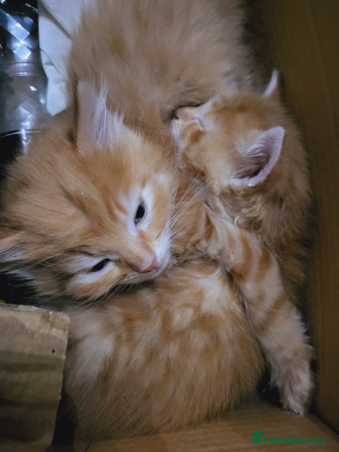 Mixed Breed cats for sale: 2 Beautiful Ginger Male Kittens.  - Image 12