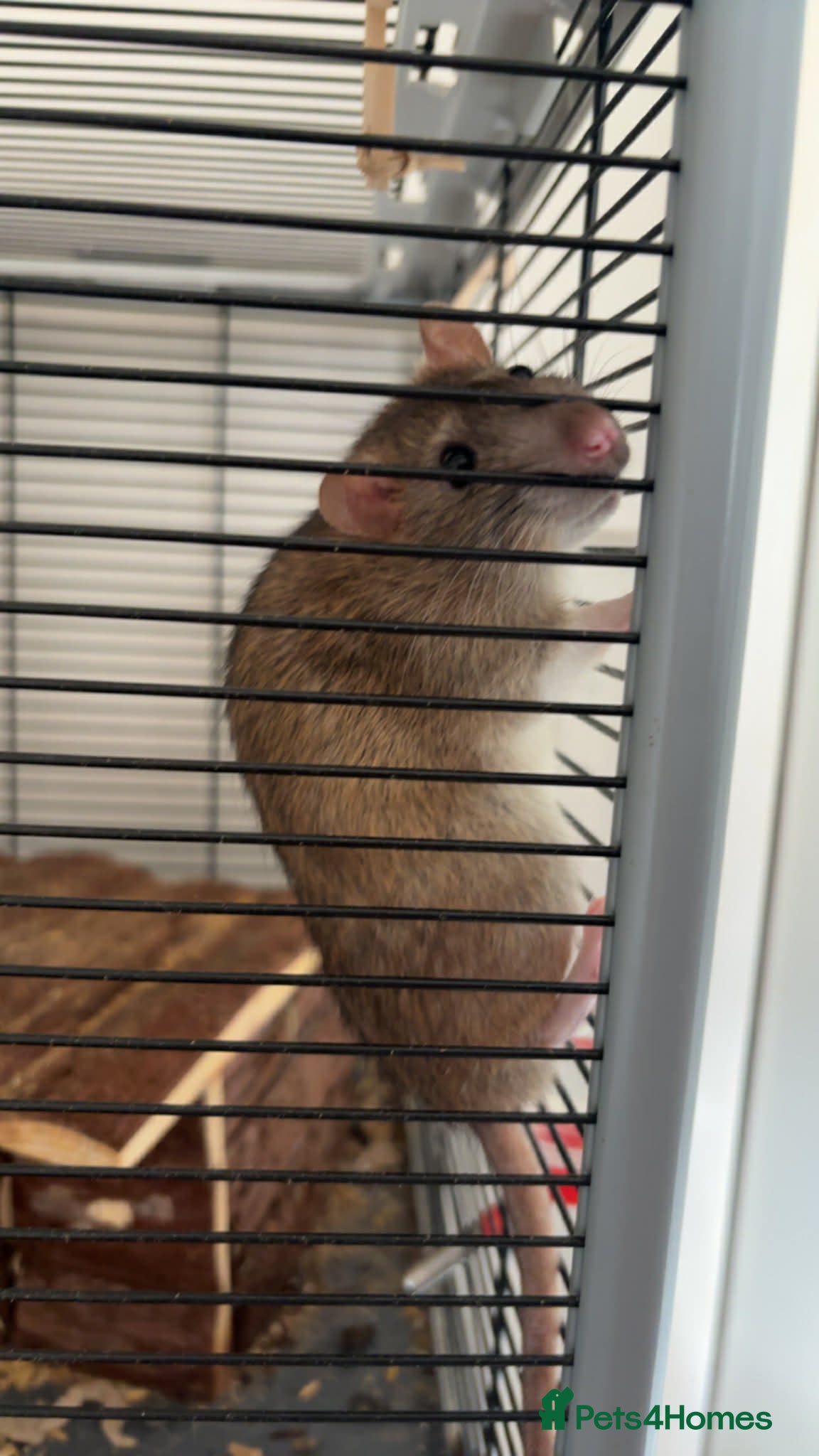 Rat rodents 2x Male Rats  - Advert 4