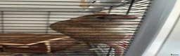 Rat rodents for sale: 2x Male Rats  in Morecambe - Advert 1