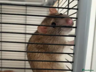 Rat rodents 2x Male Rats - Advert 4