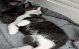 Turkish Van cats for sale: Black and white kittens last boy left  - Image 33