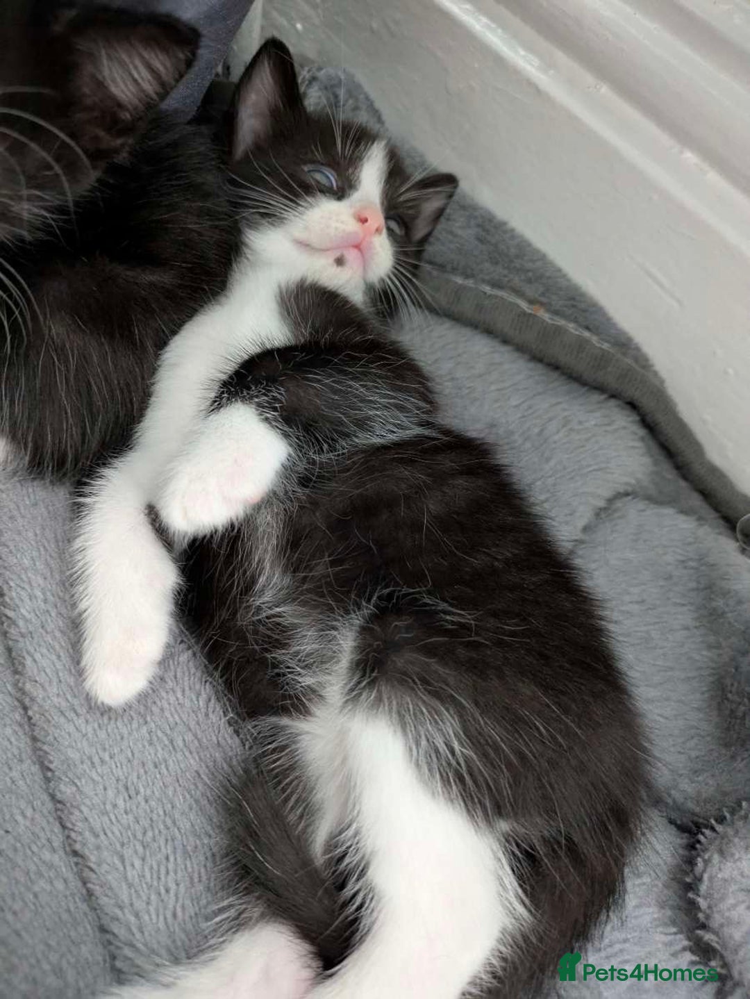 Turkish Van cats for sale: Black and white kittens last boy left  - Image 33