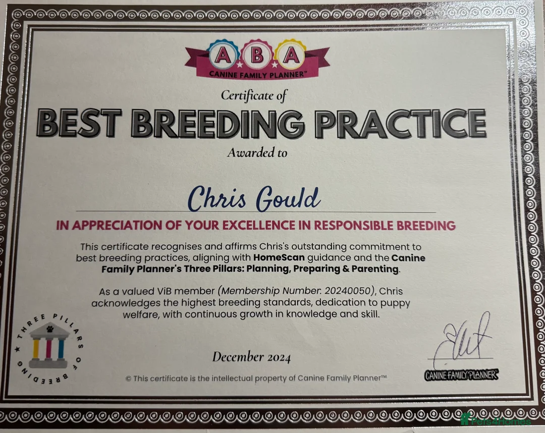 English Bulldog dogs for sale: 1 stunning female left 🔥🔥🔥 - Advert 25