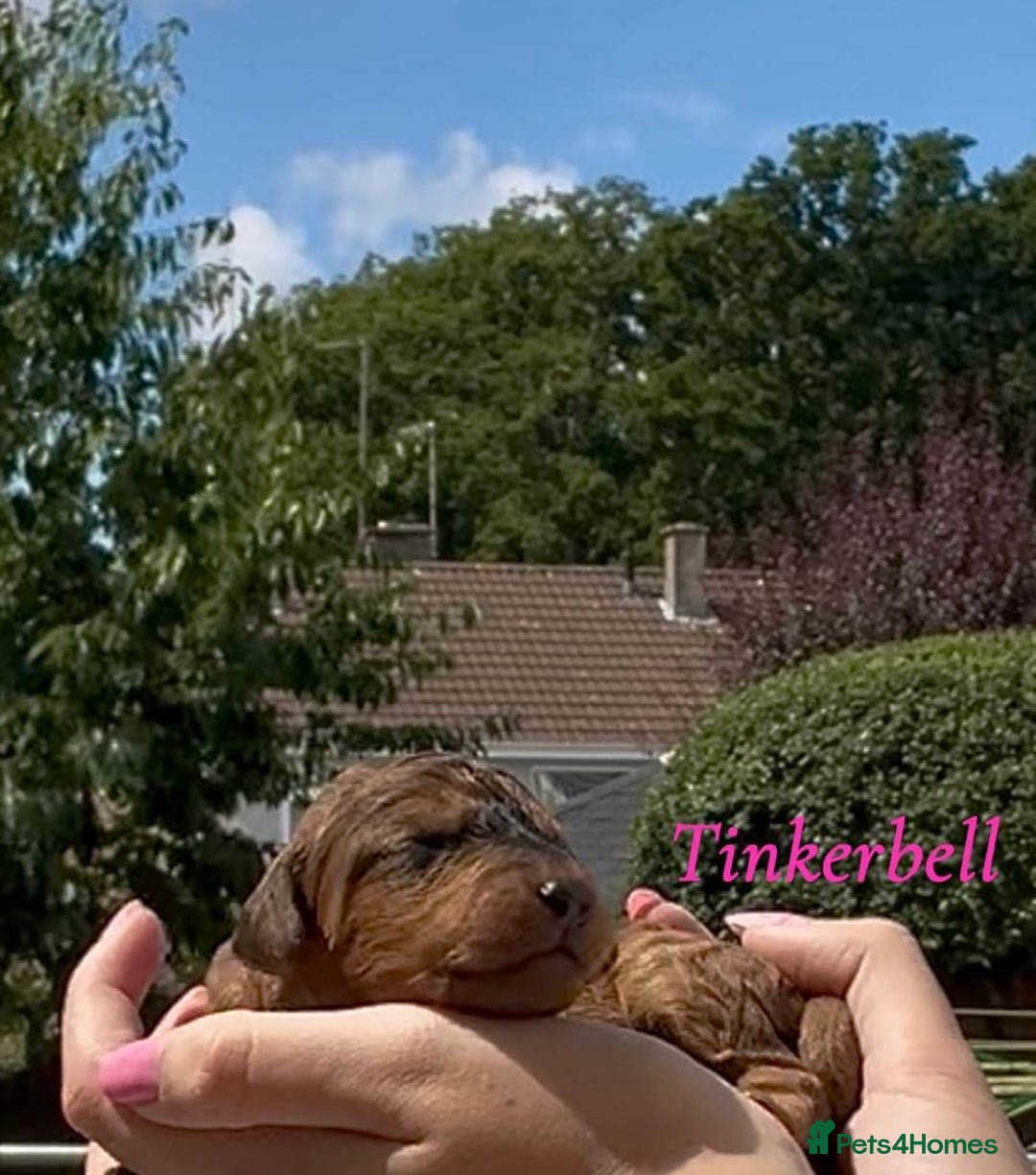 Cockapoo dogs for sale: Gorgeous F2B Cockapoos - Image 3