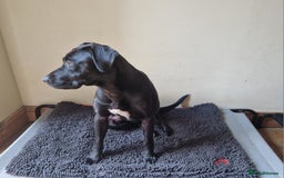 Mixed Breed dogs for sale: Labrador x terriers x lurchers x  - Image 6