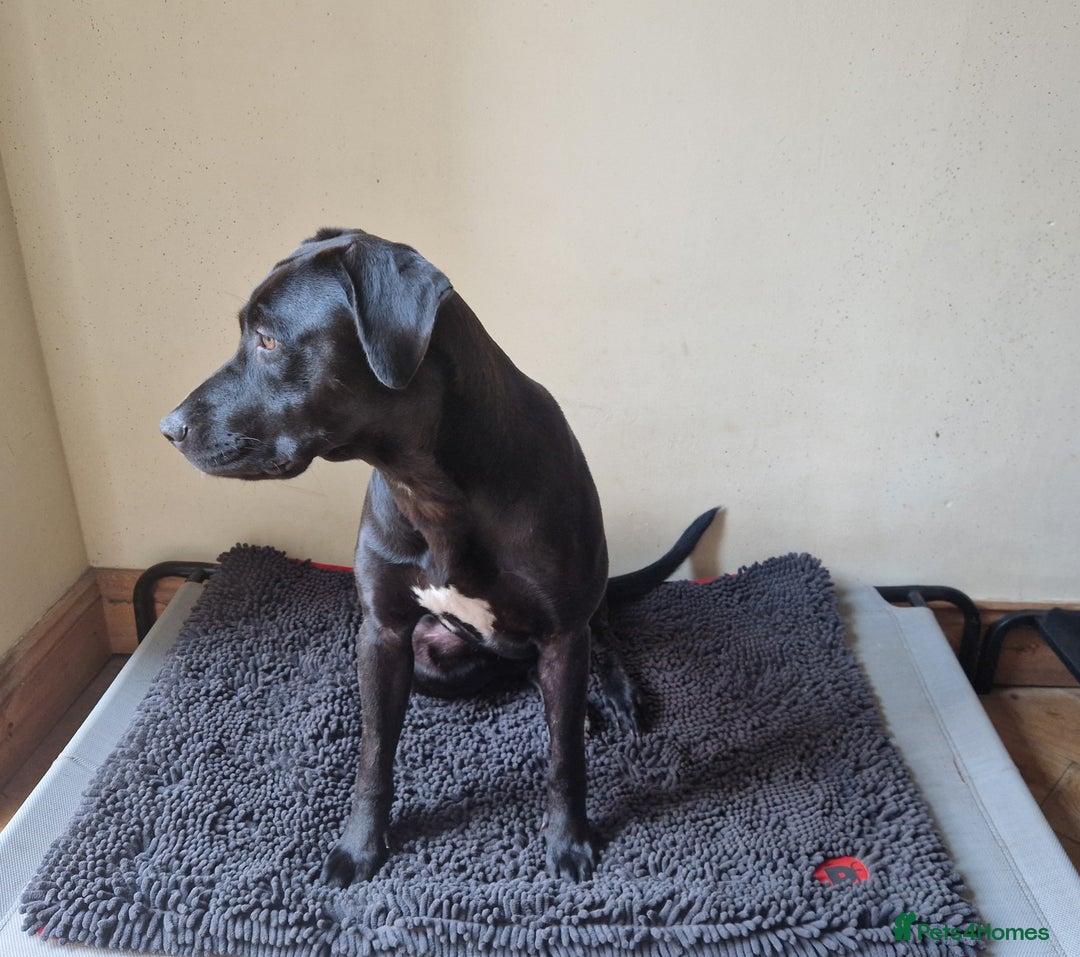 Mixed Breed dogs for sale: Labrador x terriers x lurchers x  - Image 6
