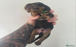 Bocker dogs for sale: 7x Bocker pups (born 22/06/2025) - Image 18