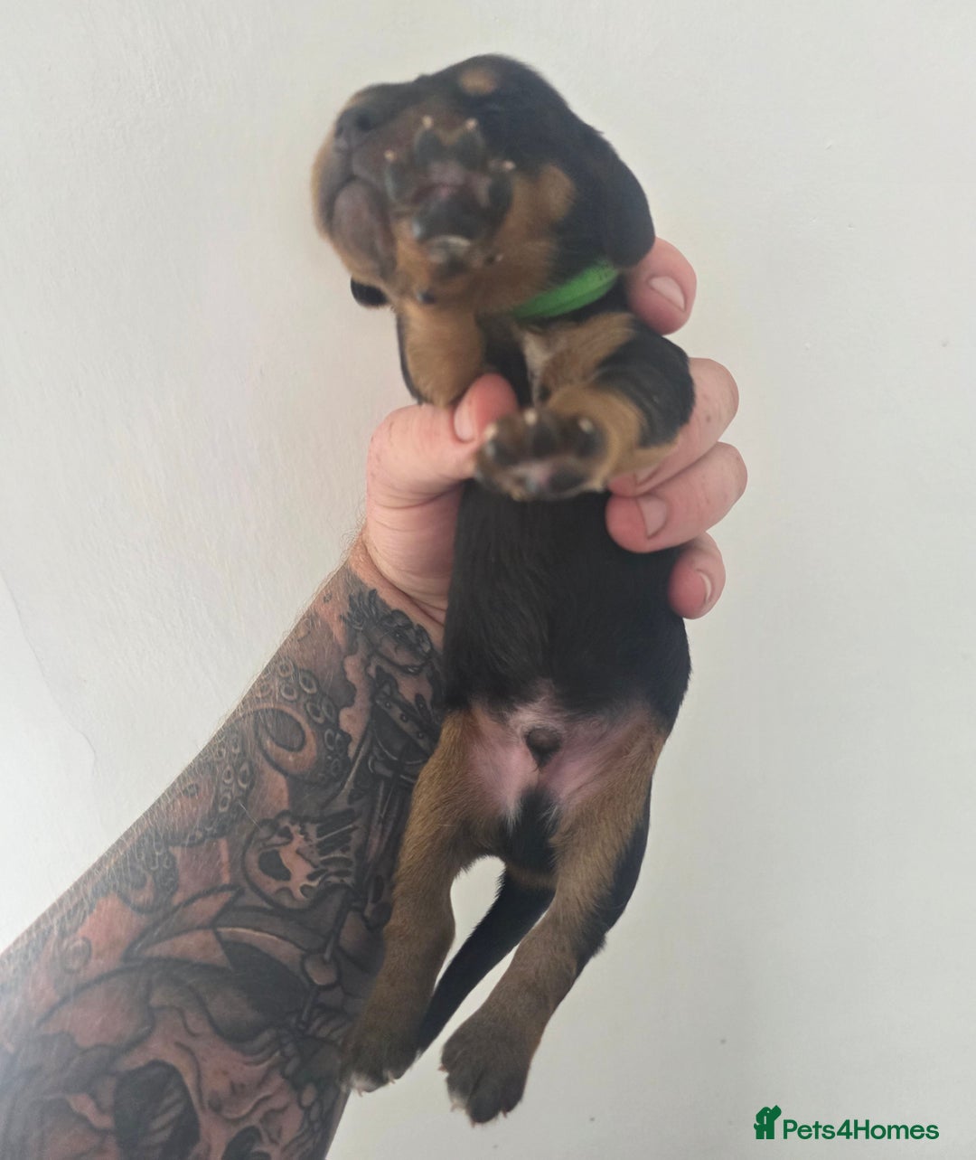 Bocker dogs for sale: 7x Bocker pups (born 22/06/2025) - Image 18