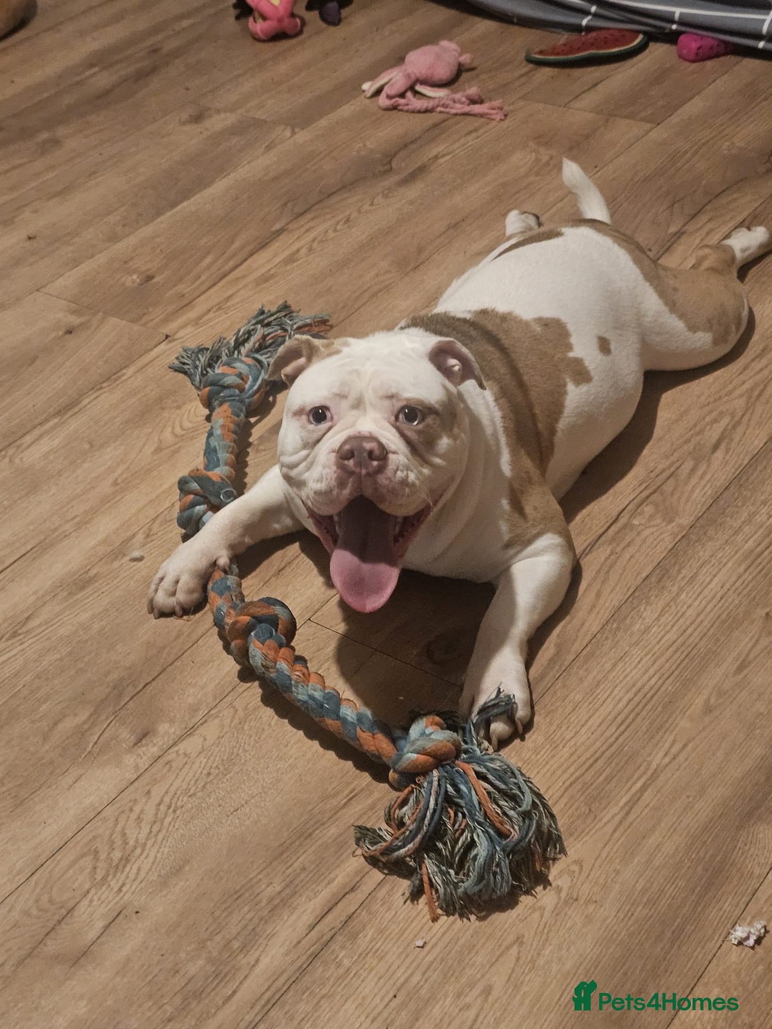 Olde English Bulldogge dogs Old english bulldog 12 months old  - Advert 15