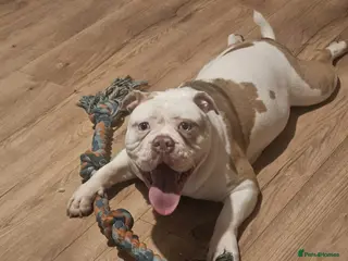 Olde English Bulldogge dogs Old english bulldog 12 months old - Advert 13