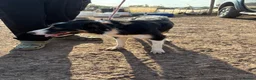 Border Collie dogs for sale: Meg!  - Advert 3