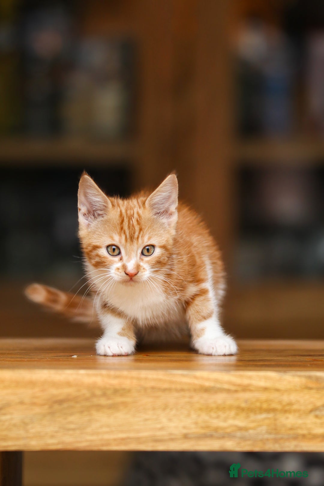 Maine Coon cats for sale: Beautiful Maine Coon X Kittens - Image 25