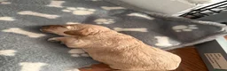 Cavapoo dogs for sale: 2 Cavapoo girl puppies - Advert 8